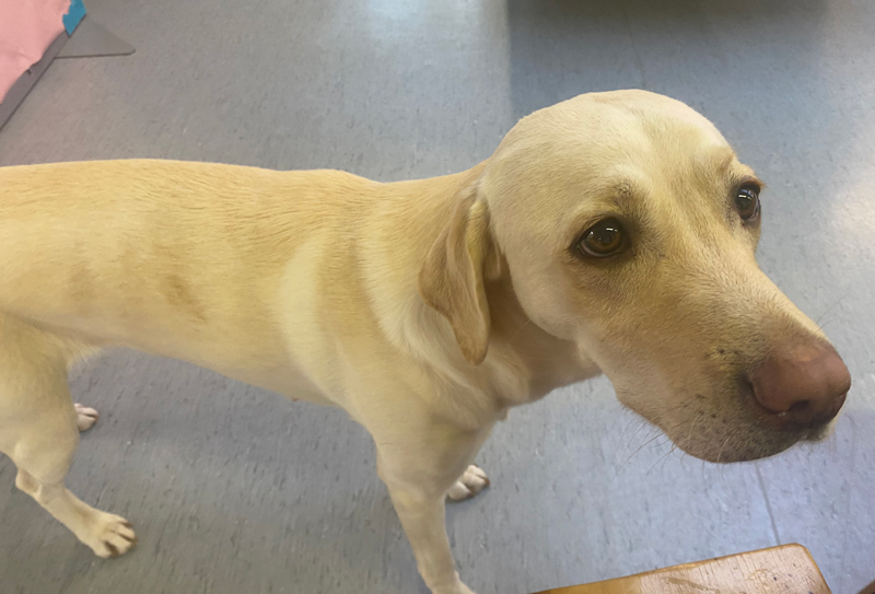Callytherapydoginset800px | Schools Week