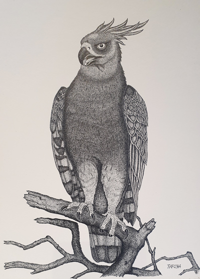 SamiraSadeghiDrawingofparrotinset400px | Schools Week